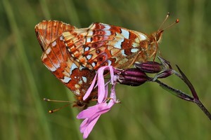 Paarung der Hochmoor-Perlmutterfalter