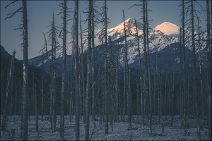 Der tote Wald