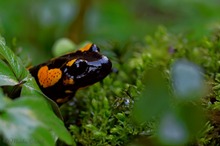 Feuersalamander (Salamandra salamandra)