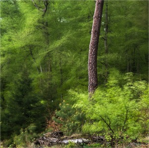 Sturm im Wald