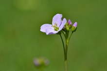 Wiesenschaumkraut