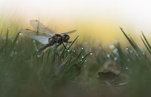 _moosjungfer im gras_