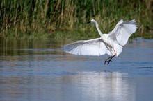 der Silberreiher im Anflug