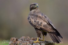 Buteo Buteo