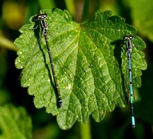 Korrektur: Hufeisen - Azur - Jungfer / weibl.(l.) & männl. (r.)