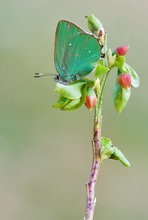 Grüner Zipfelfalter