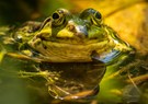 Frosch im Bad Homburger Tannenwald