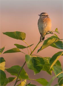 ~Braunkehlchen~