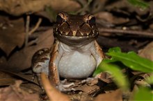 Leptodactylus savagei