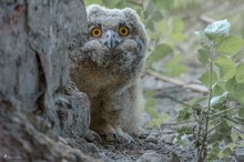 junger Uhu mit großen Augen