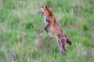 Fliegende Leckereien
