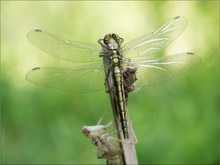 noch ein Jagdflieger ...