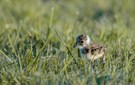 Küken auf Futtersuche