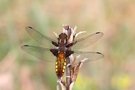 Plattbauchlibelle,Weibchen