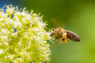 fleissiges Bienchen