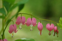 Herzblüten so wunderbar