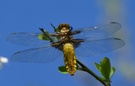 Plattbauchlibelle
