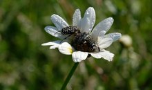 Trauer Rosenkäfer