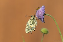 Schwalbenschwanz und Honigbiene