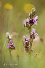 Ophrys holosericea subsp. apulica