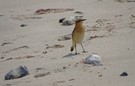 Steinschmätzer am Strand - immer seltener ....