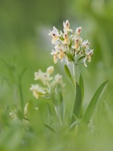 Das Holunder Knabenkraut