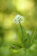 Bärlauch (Allium ursinum)