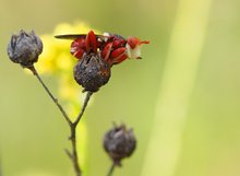 Gemeine Breitstirnblasenkopffliege (Sicus ferrugineus)