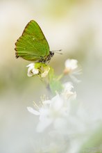 Grüner Zipfelfalter