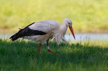 Storch