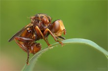 Breitstirnblasenkopffliege (Sicus ferrugineus)