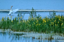 Höckerschwan und Irisblüte