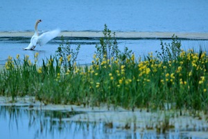 Höckerschwan und Irisblüte