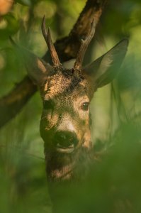 "...versteckt im Wald..."