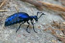 Ein Schwarzblauer Ölkäfer