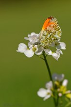 Aurorafalter (Anthocharis cardamines)