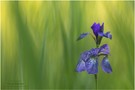 Iris sibirica ...