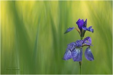 Iris sibirica ...