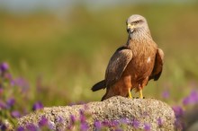 Black Kite