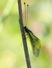 Libellen-Schmetterlingshaft (Libelloides coccajus)