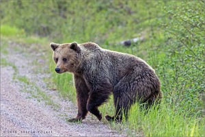 Braunbär in Dalarna