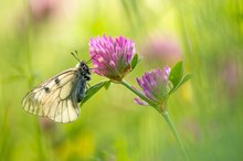 Parnassius mnemosyne