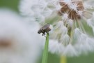 Die Fliege und der Löwenzahn
