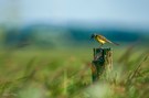 Schafstelze im Wind