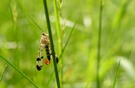 Gemeine Skorpionsfliege - männlich