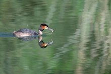 Auf schnellstem Weg zum Nest