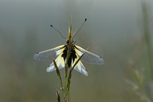 Nach dem Morgennebel