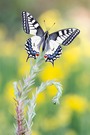 Papilio machaon vor Genista pilosa