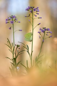 Zitronenfalter an Wiesenschaumkraut