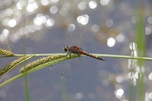 Überraschung am Gartenteich...